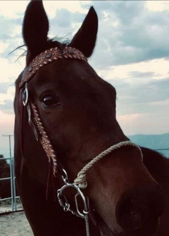 2012-CP 1-1/2" Straight cowboy browband headstall wide cut rough out chocolate leather with whip lace and spots